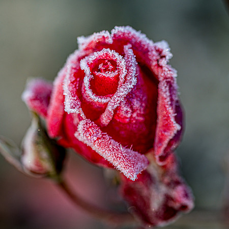 20191028 - Frosty Morning Macro-1786