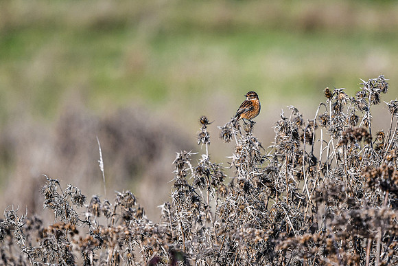 20191028 - Walk Hill Leaby-6420-2